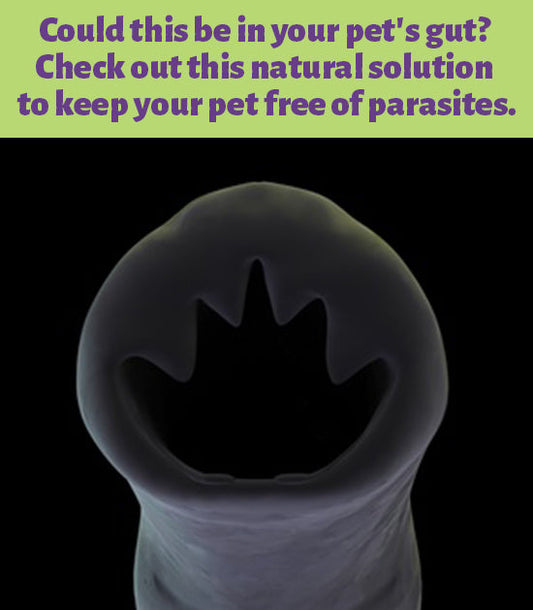 Coconut Oil for Pets