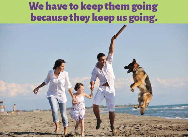 Fermented Cod Liver Oil: The Number One Supplement for Your Pet