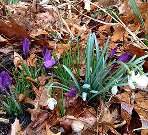 Signs of Spring: Sprouts and Strawberries