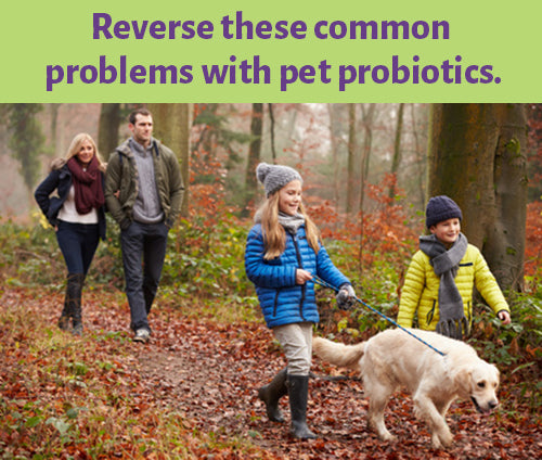 8 Signs Your Pet Needs Probiotics
