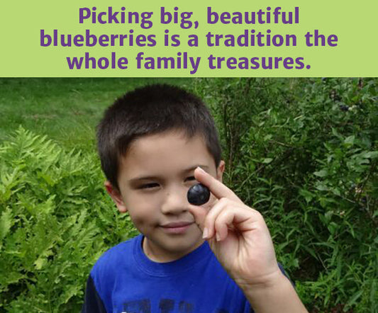 Been blueberry picking this summer? Here are some great recipes for all those beautiful berries.