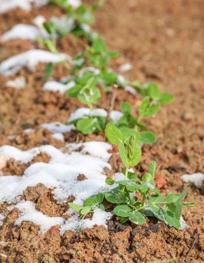 Ready for Spring?  Time to Plant Snap Peas!